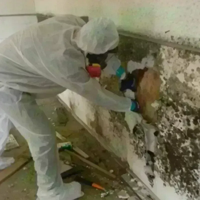 Mold Remediation and Removal in Hauppauge, NY